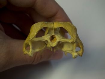 Media type: image;   Herpetology R-4702